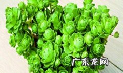 多肉光照不足怎么办 多肉光照不足怎么办呢