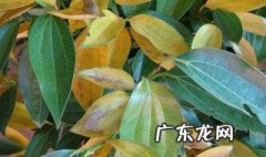 平安树浇什么水好呢 平安树浇什么水好