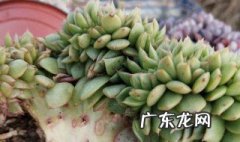 多肉植物乙女心怎么养
