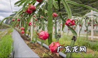 火龙果树种植技术书籍哪个出版社的好 火龙果树种植技术