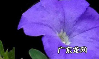 装修用的沙子可以种花吗 沙子可以种花吗