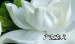 栀子花用生根粉泡多久 栀子花泡水生根法