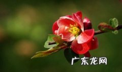 海棠提根盆景 提根的海棠怎么养护