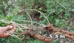 野红枸杞根有什么作用与功效 野红枸杞根有什么作用与功效与作用