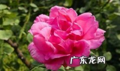 月季花开放时间是什么时候 月季花开放时间是什么时候开的