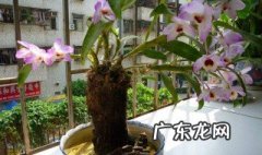 阳台适合种的花 背面阳台适合种的花