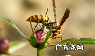 以昆虫为媒介的传染病 以昆虫为媒介传播的疾病有哪些