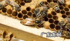 圆桶养蜜蜂怎样管理 圆桶养蜜蜂怎样取蜜