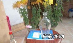 小口玻璃瓶养什么植物 小口玻璃瓶养什么植物好