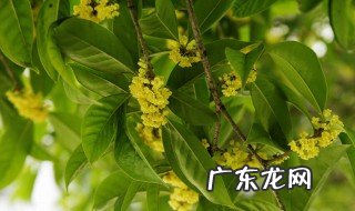 桂花种子什么时候播种 桂花种子什么时候播种几年开花