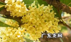 桂花扦插什么季节合适 桂花扦插什么季节合适养