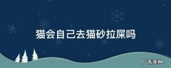 猫会自己去猫砂里面解决了大小便吗 猫会自己去猫砂拉屎吗