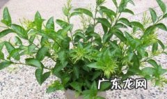 夜来香叶子发黄怎么办小妙招 夜来香叶子发黄怎么办