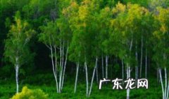 白桦树什么季节生长 白桦树什么季节最好看