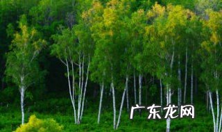 白桦树什么季节生长 白桦树什么季节最好看