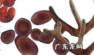 鹿茸放在冰箱里可以保质期有多久 鹿茸可以放冰箱吗