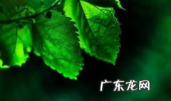 绿色由哪两种颜色组成 绿色由哪两种颜色组成图片