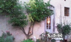 菩提树果实 普缇树起什么作用