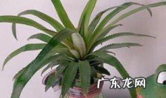 菠萝头用水养出根后怎样种植呢 菠萝头用水养出根后怎样种植