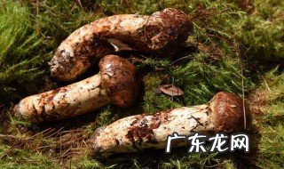 云南香格里拉松茸季节 香格里拉松茸季节是什么时候