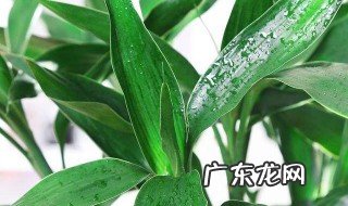 龙竹种植 怎么种龙竹