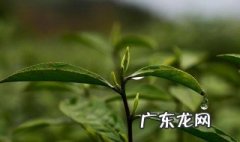 三叶香茶功效与作用是什么 三叶香茶功效与作用