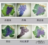 葡萄酒的葡萄品种和特点