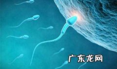 什么叫受精的作用及其过程 什么是受精的作用