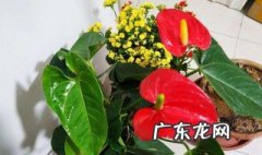 兰花怎样养才不会烂根 兰花怎样养
