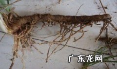 知母的作用与功效与作用点 知母的的作用
