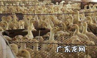 怎么用竹子搭建鸭棚呢 怎么用竹子搭建鸭棚