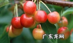 硼对樱桃树起什么作用 硼对樱桃树起什么作用和功效