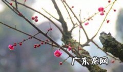 梅花根有什么作用 梅花根图片