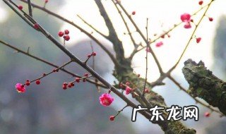 梅花根有什么作用 梅花根图片
