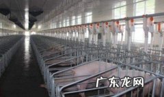 中国什么时候有白种猪的 中国什么时候有白种猪的