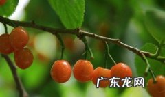 樱桃树什么时候剪枝? 樱桃树枝什么时候剪枝