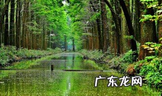 中国森林覆盖率世界排名 中国森林覆盖率
