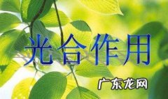光合作用过程分为哪两个阶段 光合作用过程分为哪两个阶段图片
