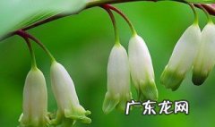 玉竹分盘什么季节好 玉竹分栽季节