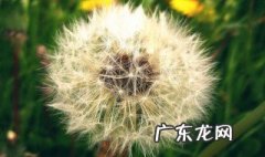 吃蒲公英减肥作用有没有副作用 吃蒲公英减肥作用有没有