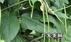 豆角落花怎么预防病毒 豆角落花怎么预防?