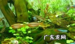 藻类在人类环境中的作用 藻类在人类环境中的作用