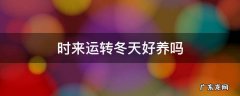 时来运转冬天怎么养 时来运转冬天好养吗