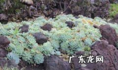 院里种矮小的花木好不好 院里种矮小的花木