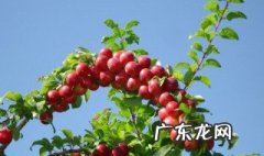 野酸梅什么时候成熟 野酸梅能吃吗