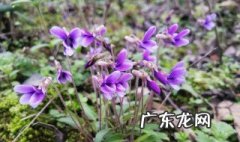 紫花地丁吃了有什么作用 紫花地丁吃了有什么好处