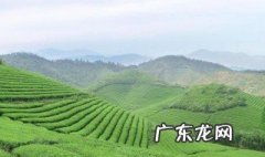 新茶叶什么时候能生产 新茶叶什么时候能生产好