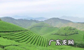 新茶叶什么时候能生产 新茶叶什么时候能生产好