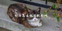 如何安全地将幼猫托运到外地？