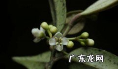 远志叶尖发黄是什么原因 远志黄叶发干是什么问题